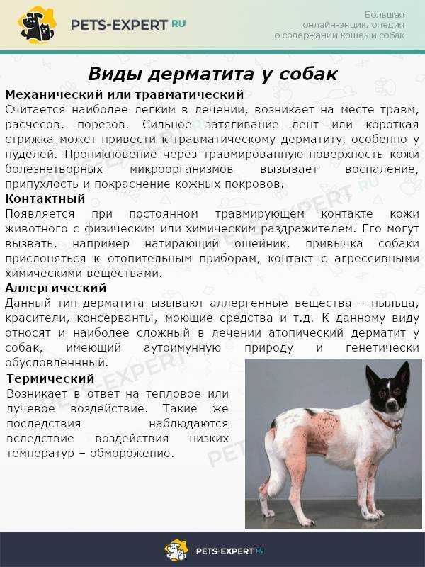 Аллергия у собак: симптомы, лечение, фото
аллергия у собак: симптомы, лечение, фото