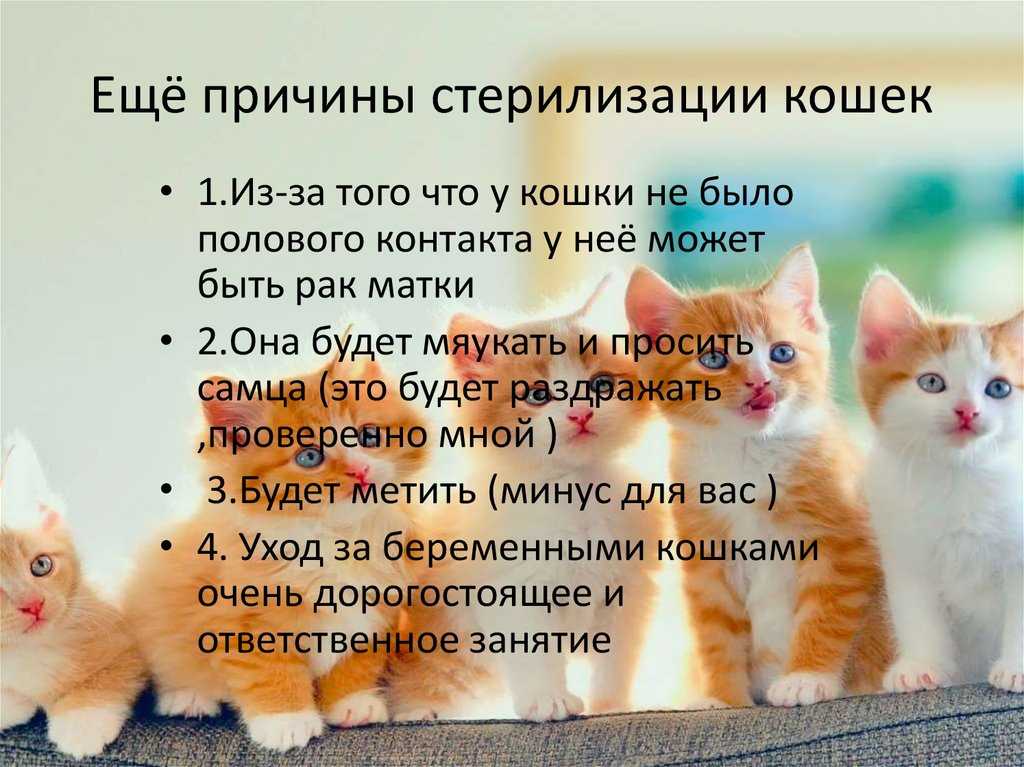 Плюсы и минусы кастрации кота: суть стерилизации, позитивные изменения, какой корм давать