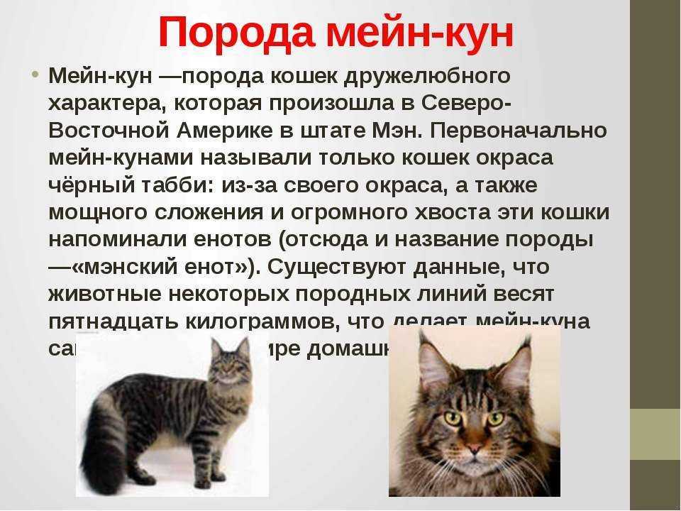Мейн кун: описание породы, уход и содержание, чем кормить, фото - zoosecrets