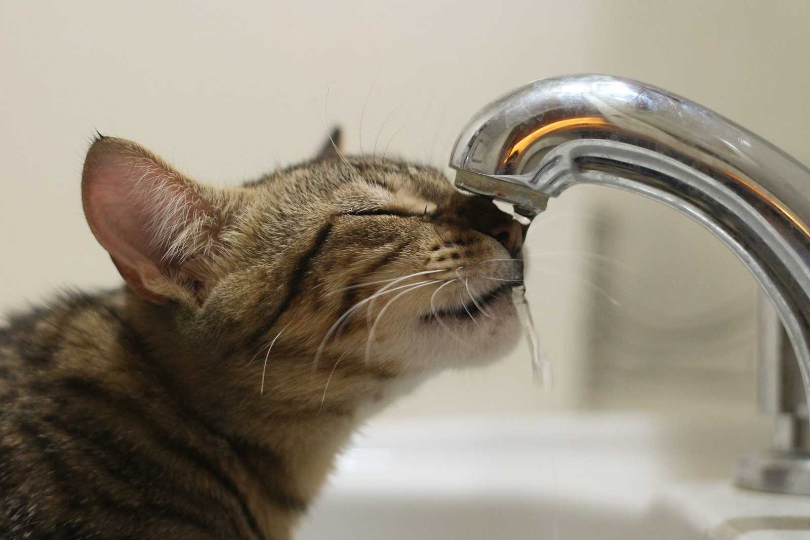 Кот стал много пить воды?