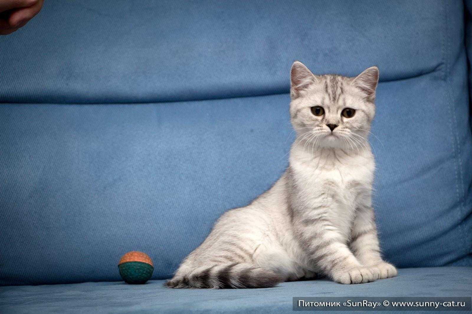Лучшие корма для шотландских кошек на 2024 год
