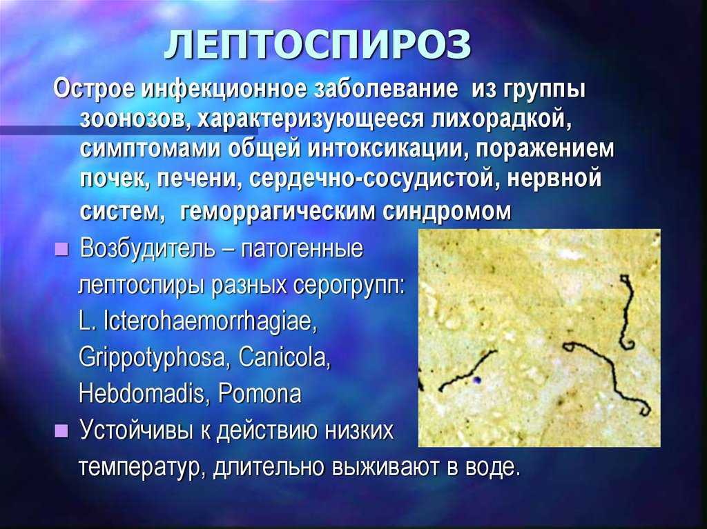 Стафилококк у собак: симптомы, лечение, профилактика - kot-pes