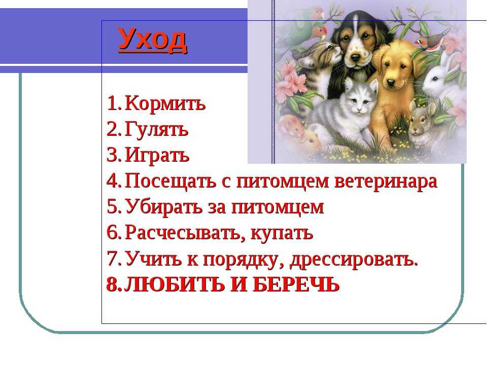 Агрессия у кошек: виды
