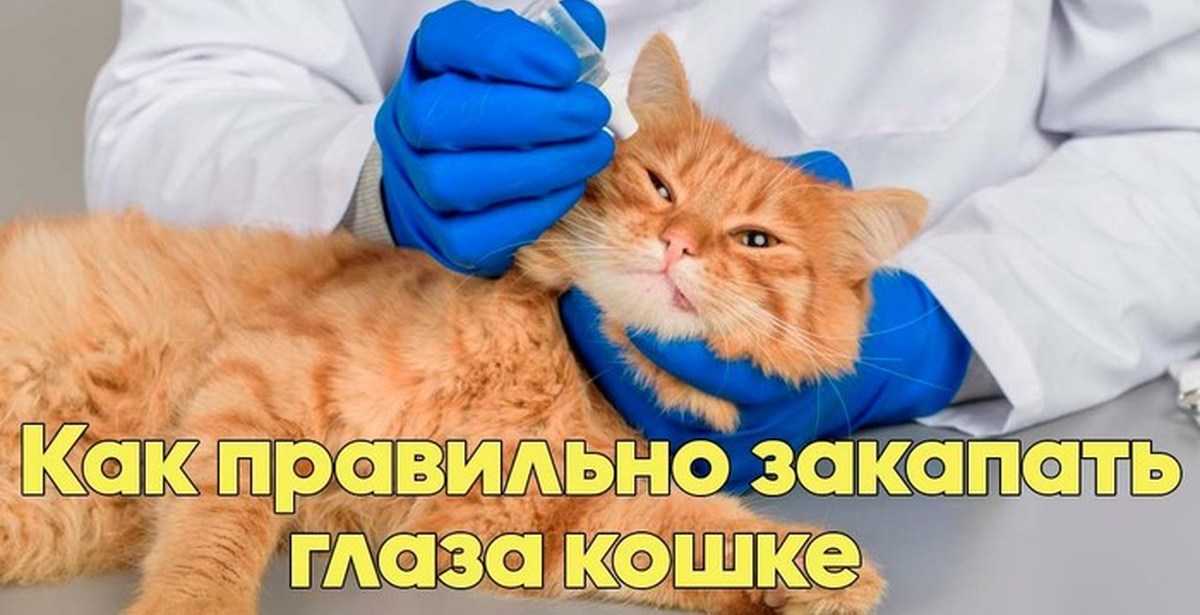Особенности лечения гноящихся глаз у кошек