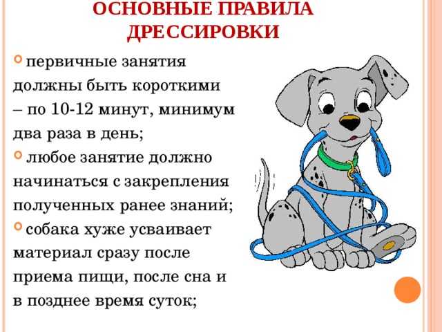 Как обучить собаку командам самостоятельно