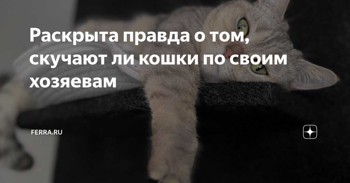 Скучает ли кошка когда хозяев нет дома