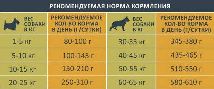 Роль курицы в питании собаки: что можно и нельзя, в каком виде давать собаке кур