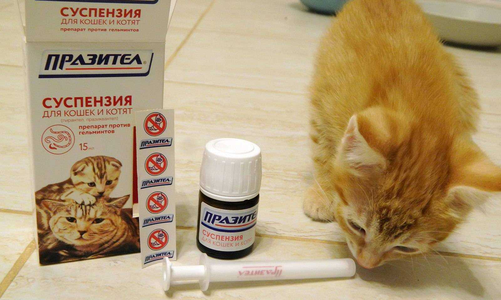 Как глистогонить кошек (правильная дегельминтизация)