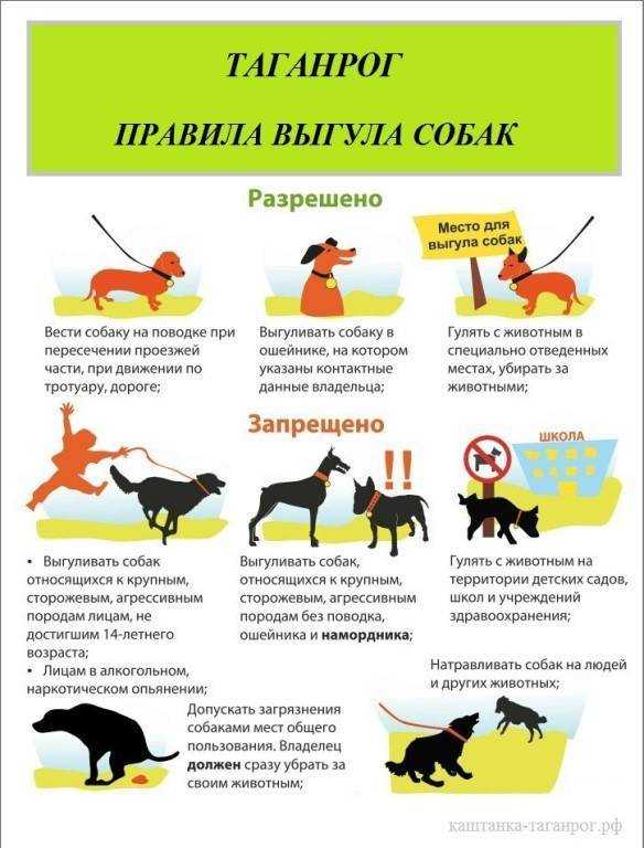 После какой прививки можно гулять с щенком: виды прививок, правила проведения вакцинации и безопасное время для выгуливания - truehunter.ru
