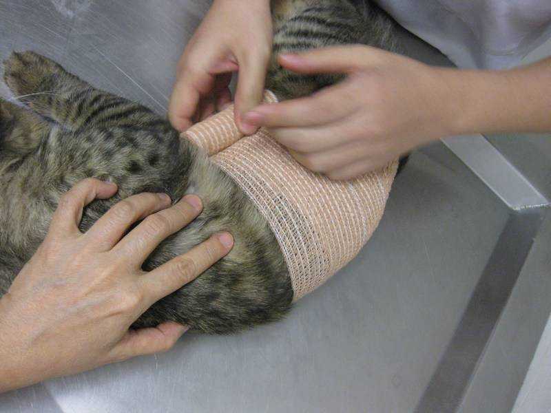Диафрагмальная грыжа у кошки осложнения