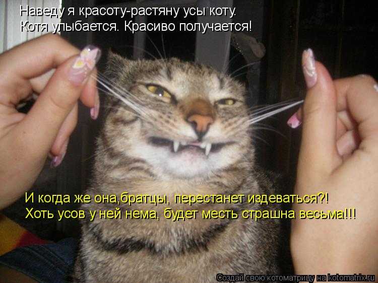 У кошки выпадают или ломаются усы: чем грозит симптом питомцу