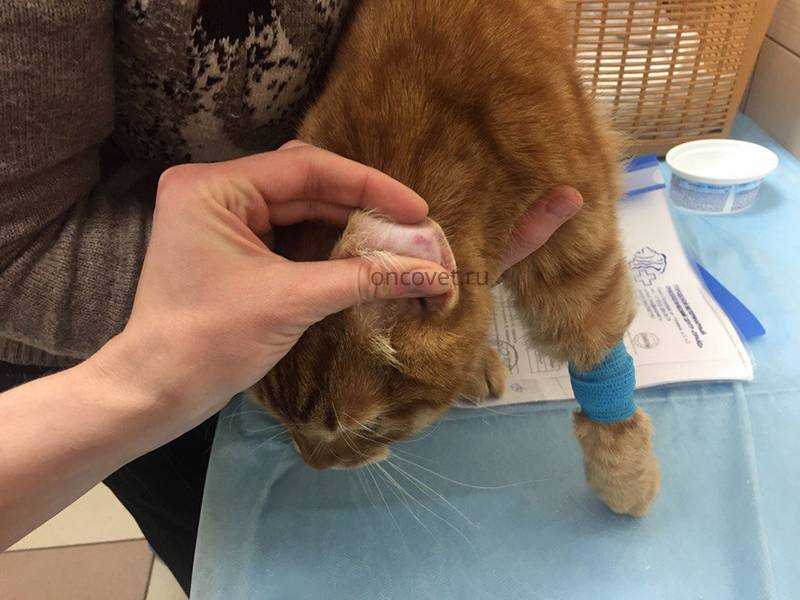 Кровь в кале у кота или котенка: 7 причин возникновения и варианты помощи питомцу