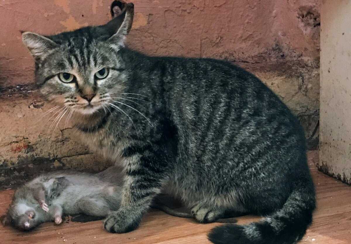 Крысолов кота о котором мечтает каждый хозяин частного дома Характерные черты котов охотящихся на крыс и породы наиболее способные к охоте на грызунов