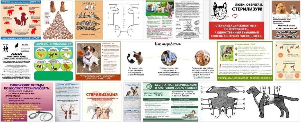 Стерилизация и кастрация собак: плюсы и минусы, проведение процедуры у сук и кобелей, подготовка и восстановительный период
