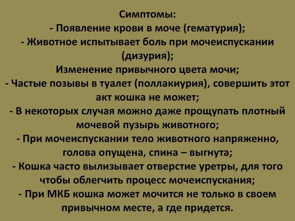 Кровь в моче у кошки и частое мочеиспускание: причины и лечение