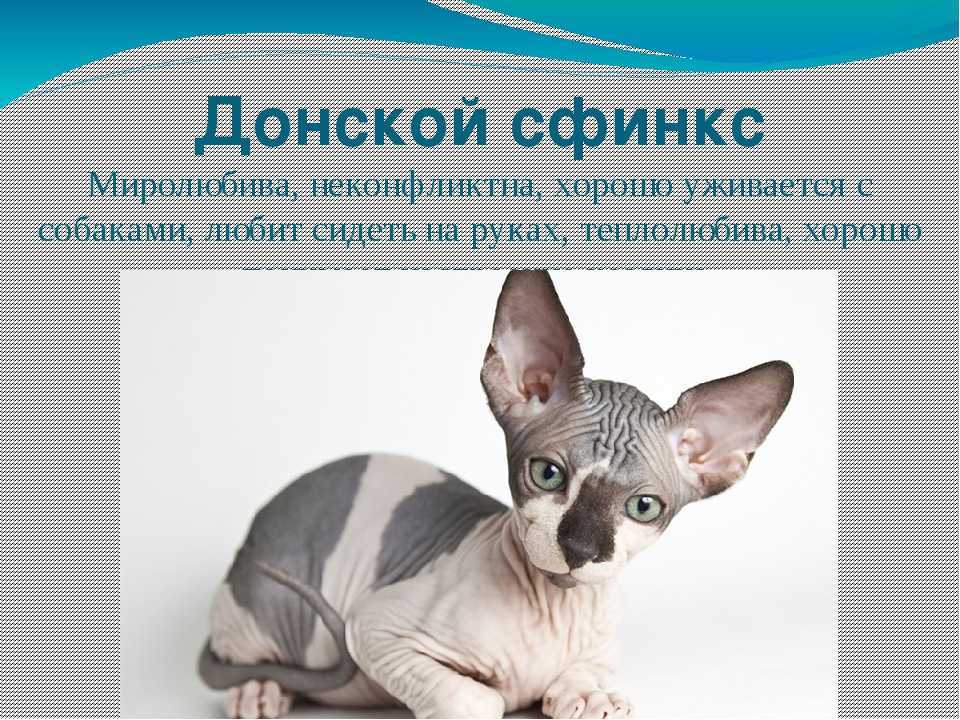 Кот сфинкс: происхождение породы и подвиды