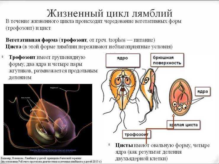 Лямблии у собак — симптомы и лечение