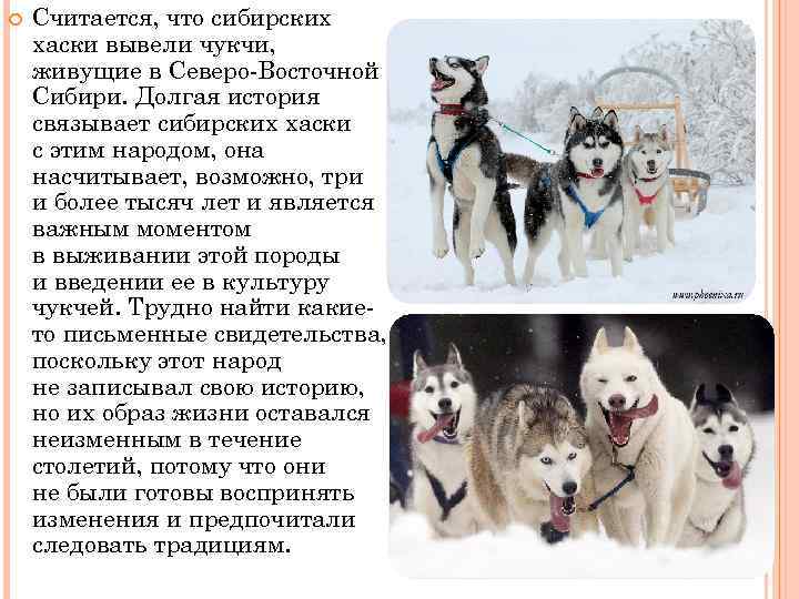 Сибирский хаски