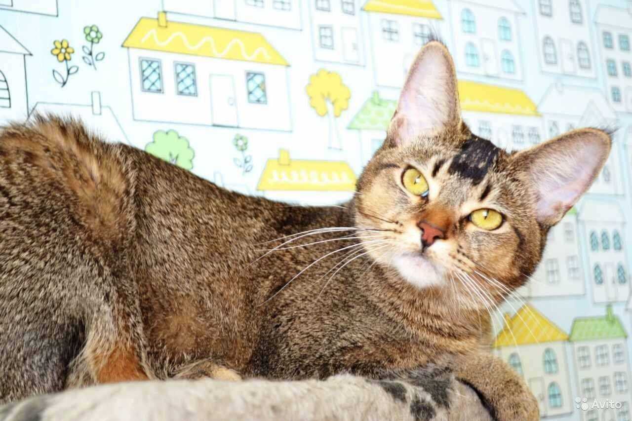 Кошки породы чаузи