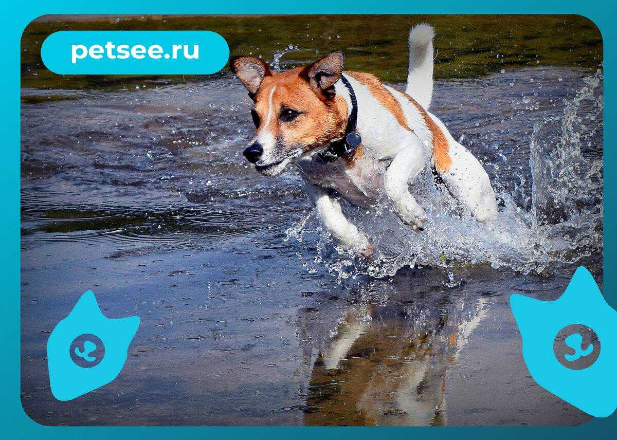 Собака с длинной шерстью