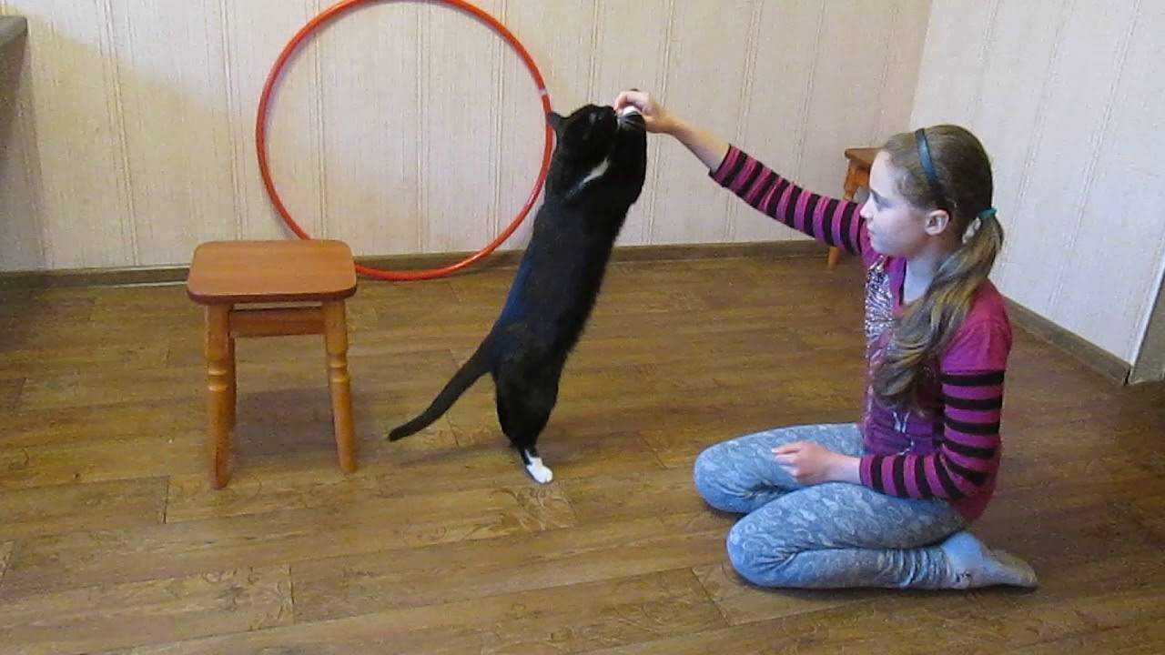 Язык тела кошки