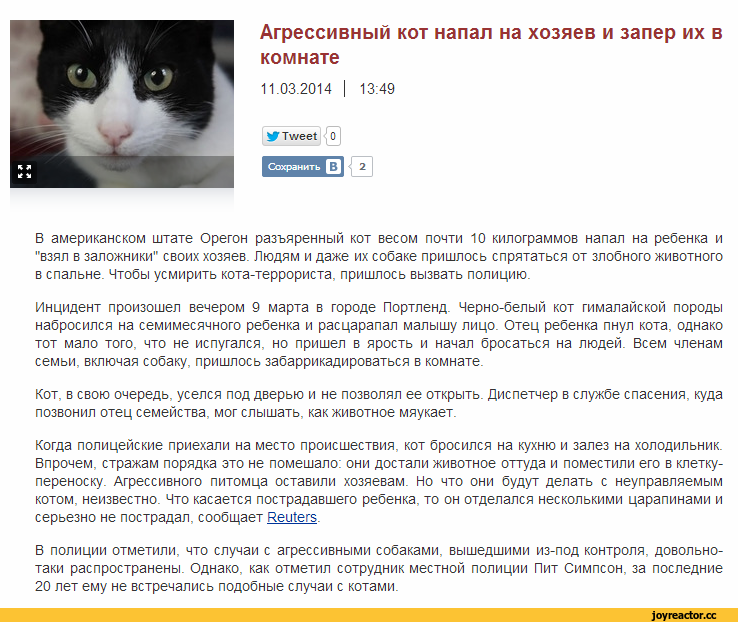 Агрессия у кошек и собак