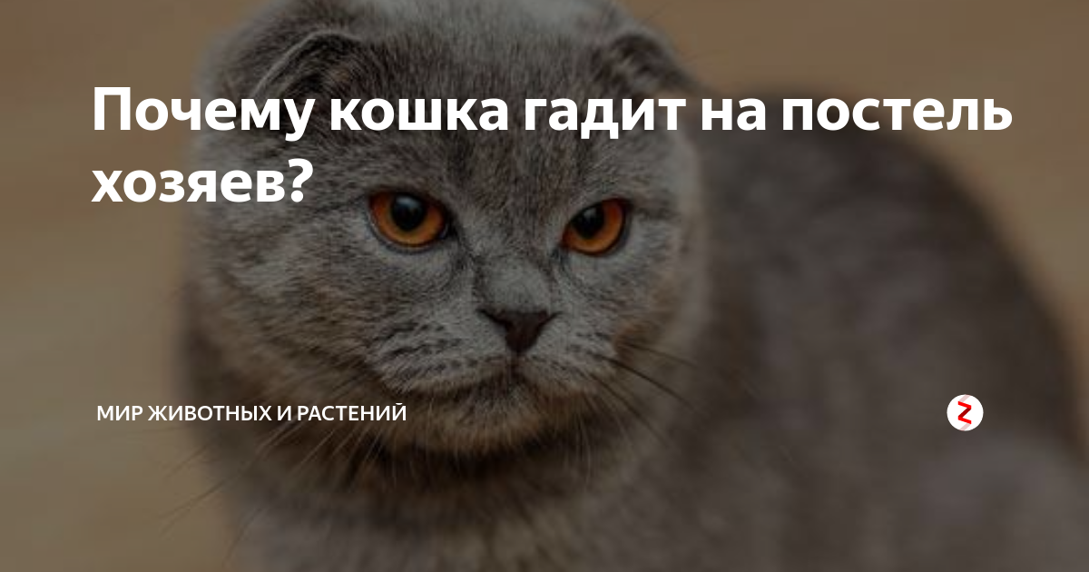 Кошка написала на диван: как убрать запах?