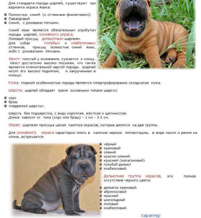 Шарпей: фото, описание, характер, содержание, отзывы