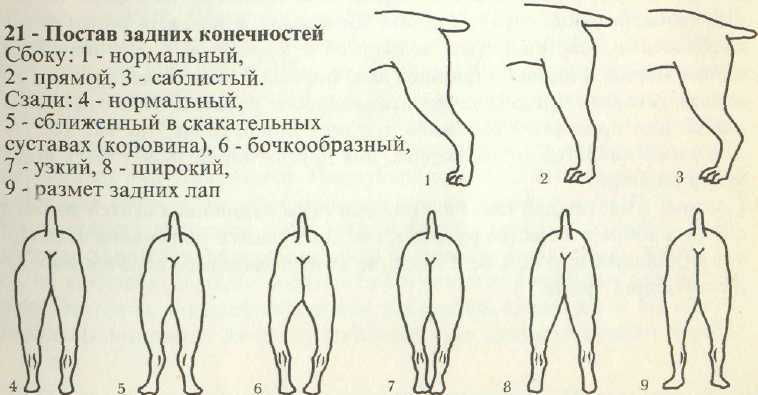 Грибок у собак: симптомы и лечение. грибок кандида и малассезия у собак. кожный грибок у собак. грибок у собак: в ушах, на лапах, на когтях, на носу, на спине. грибок шерсти у собак.
