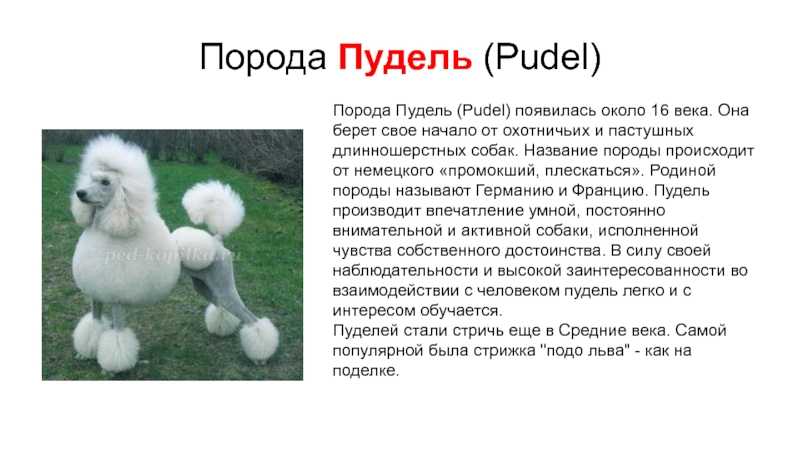 Карликовый пудель: история, стандарт породы, содержание ( + фото) | ваши питомцы