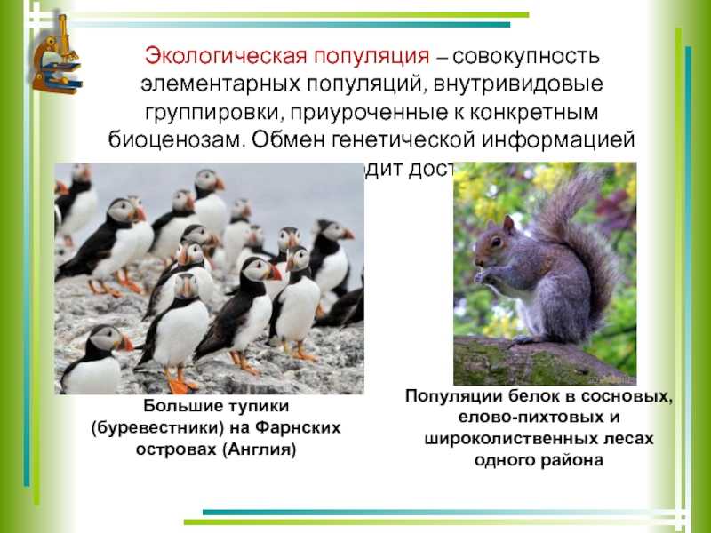 Кошек привлекают выжженные лесными пожарами территории, где они охотятся на уязвимых выживших животных. это разрушительно для экосистемы