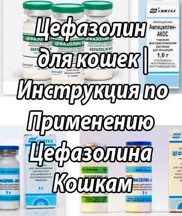 Использование антибиотиков цефалоспоринового ряда