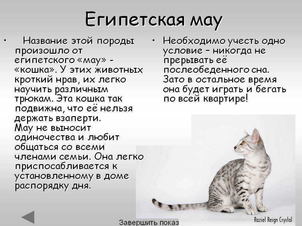Египетская мау (фото): настоящая кошачья экзотика - kot-pes