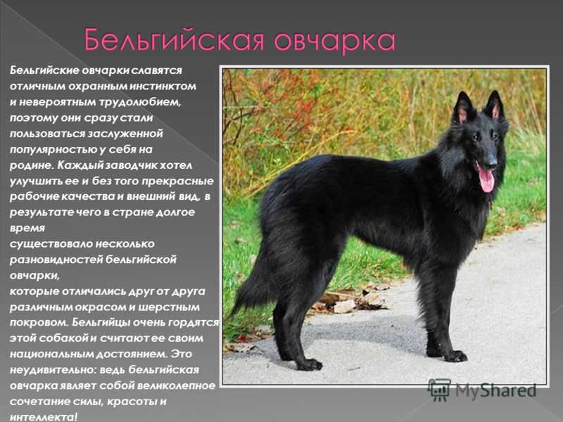 Бельгийские овчарки — малинуа и другие виды, фото, описание пород и особенности их содержания