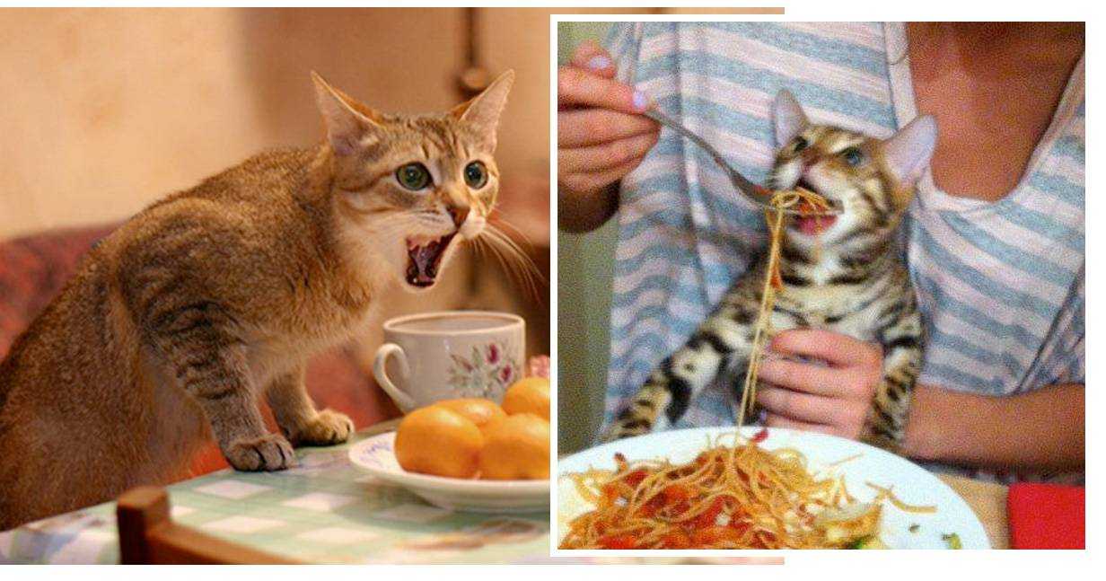 Кошка (кот) ничего не ест и не пьёт несколько дней: что делать, как помочь взрослому животному или котёнку