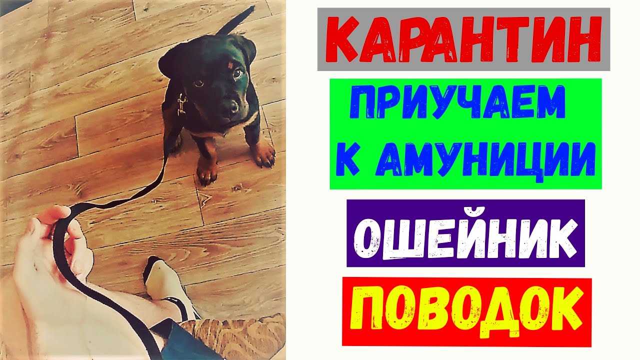 Как приучить щенка к поводку?