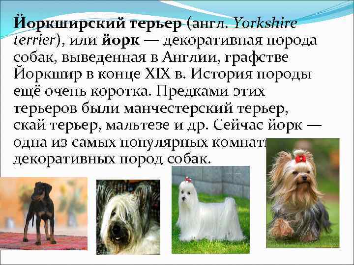 Йоркширский терьер 🐕: описание породы, характер, содержание и уход, фото собаки