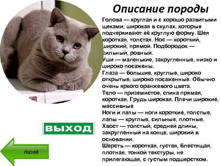 Скоттиш-страйт - милое и нежное создание в вашем доме - мир кошек