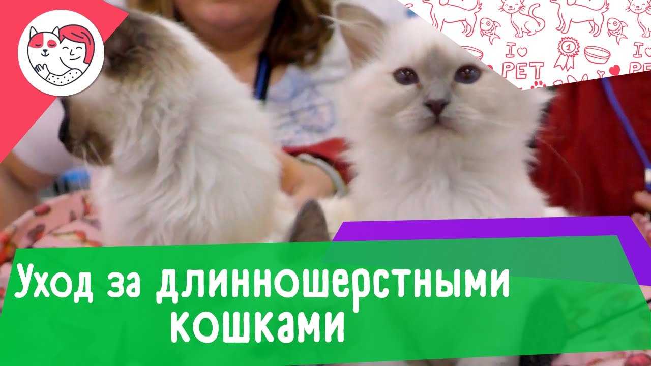Пушистые кошки: породы и особенности ухода за длинношёрстным котом, отзывы владельцев и фото