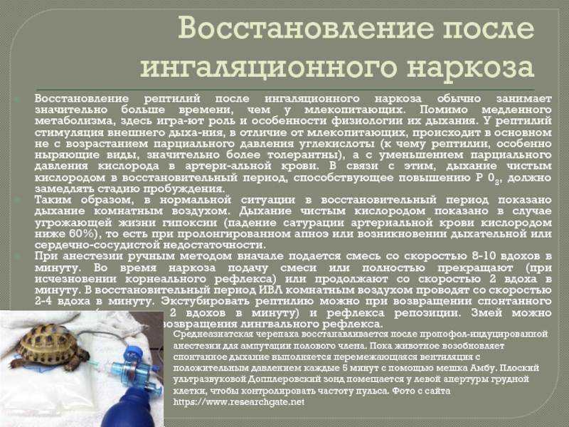 Восстановление кобеля после кастрации: как ухаживать за питомцем после операции