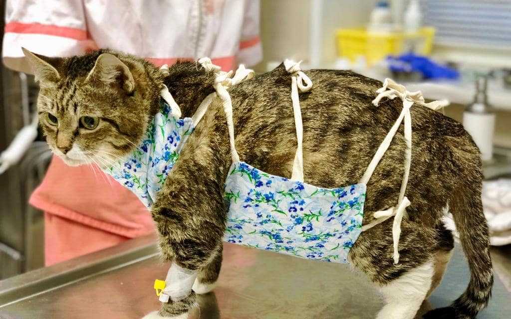 Почему у кошек случается ожирение? основные причины избыточного веса | блог ветклиники "беланта"