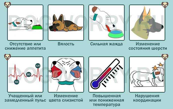 Как собрать мочу у собаки на анализ: инвентарь и способы сбора