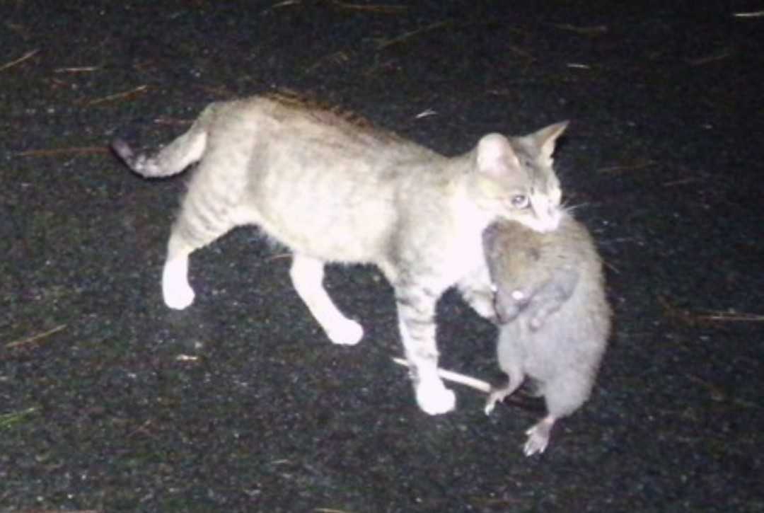 Кошки с большими ушами: обзор пород