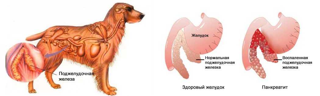 Рак у собак: симптомы и признаки, опухоли и их классификация, лечение, прогнозы