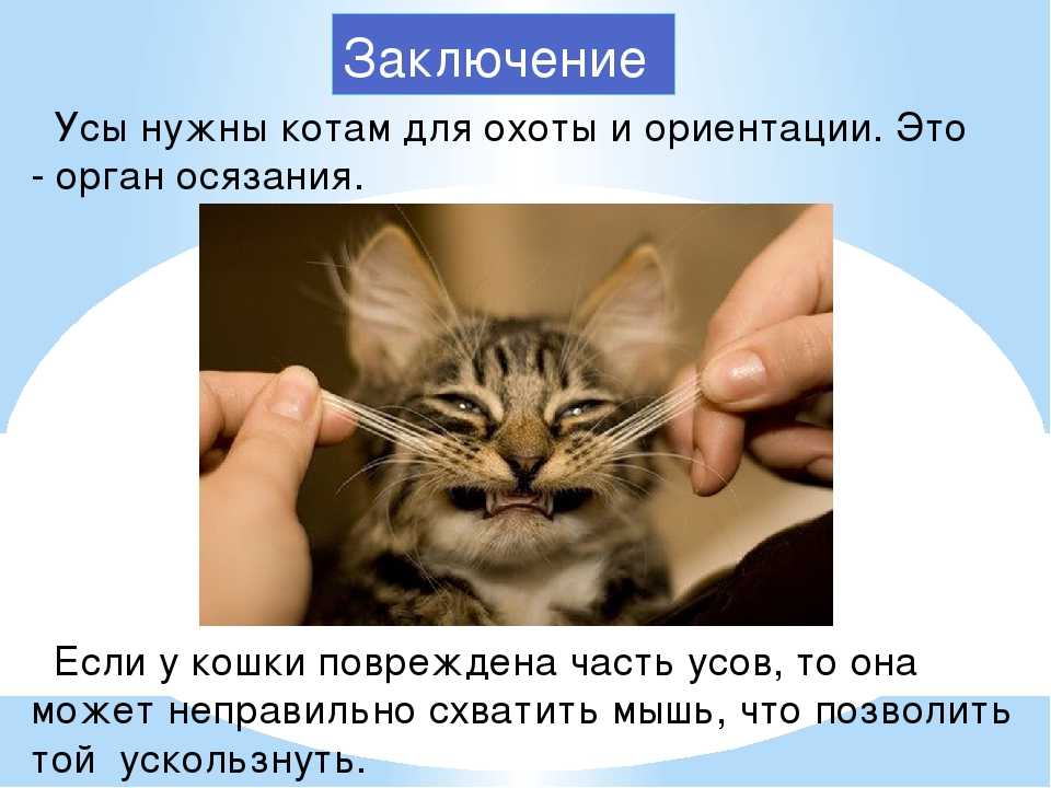Вибриссы у кота закручиваются в глаз. усы кошки - осязание