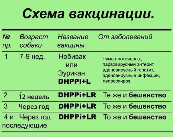 Прививка для собак: как подготовить к ней любимца и как часто должна проводиться вакцинация собак