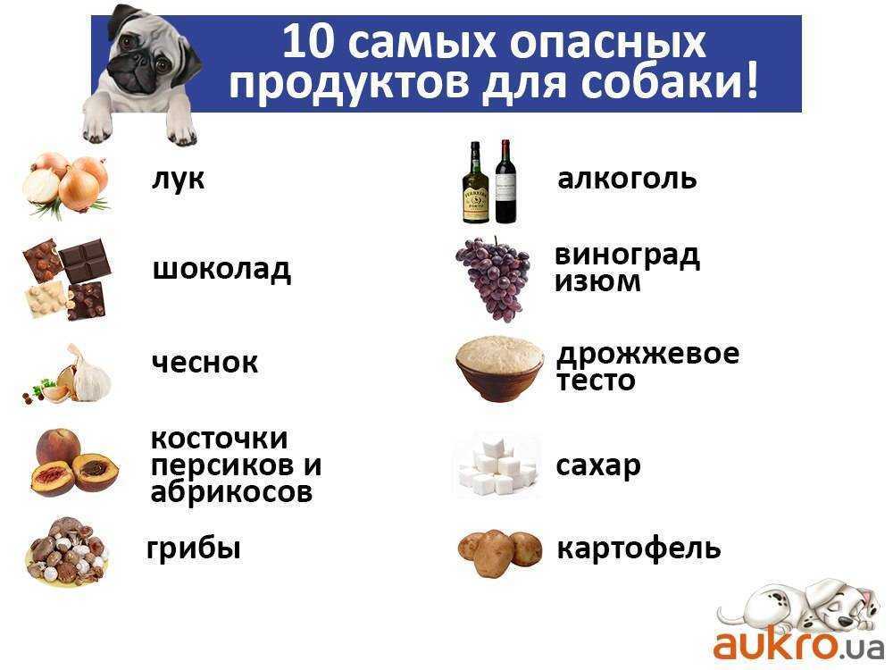 Субпродукты для собаки: какие давать, как часто и в каком количестве, чтобы не было вреда. наиболее ценные субпродукты и особенности их скармливания
