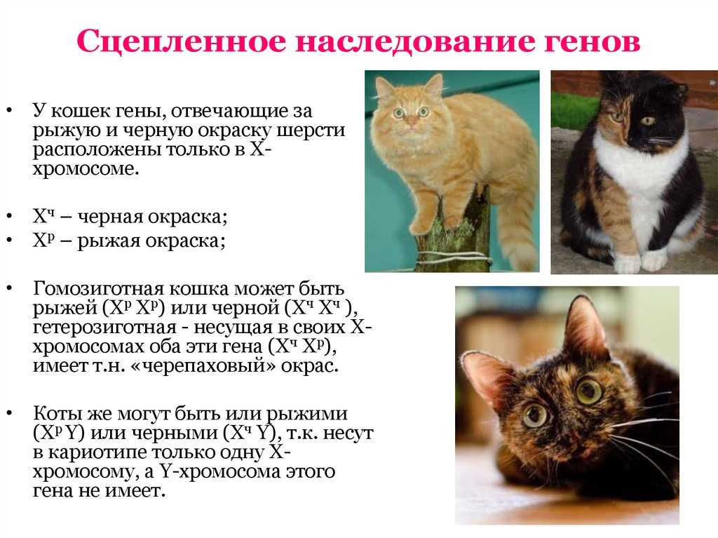 Сколько у кошки хромосом, генетические особенности животного и возможные отклонения