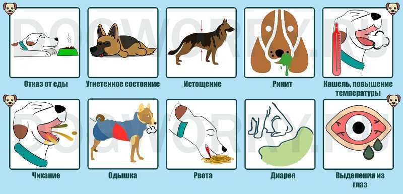 Почему собака чихает и фыркает носом: причины и лечение