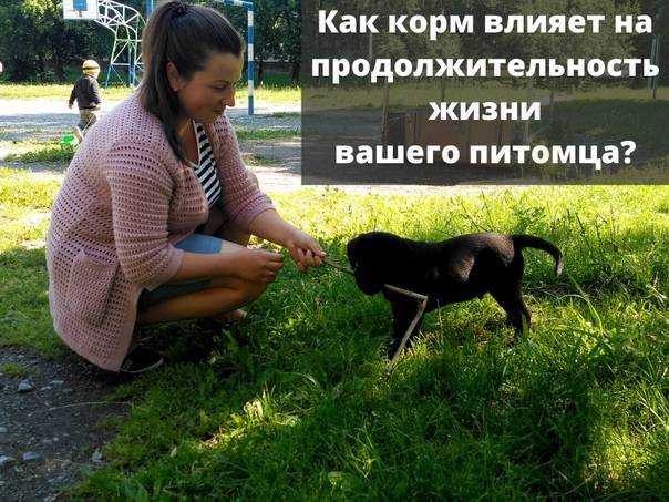 Какую кошку выбрать? как это сделать? рекомендации